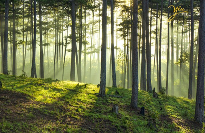TOP 7 rừng thông Đà Lạt đẹp nhất và kinh nghiệm đến checkin Halotravel